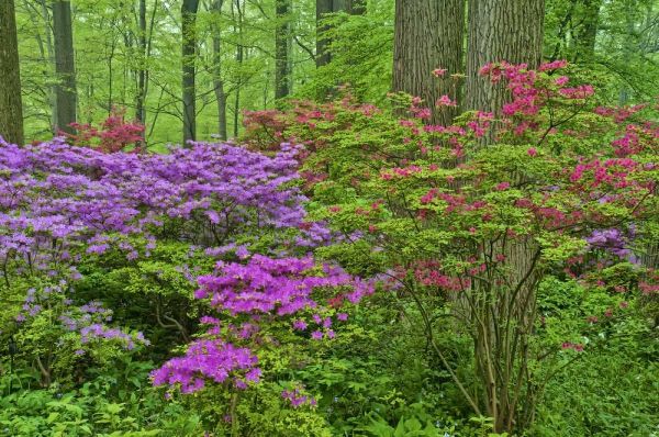 Delaware, Blooming azaleas in forest